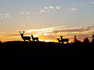 Deer Family