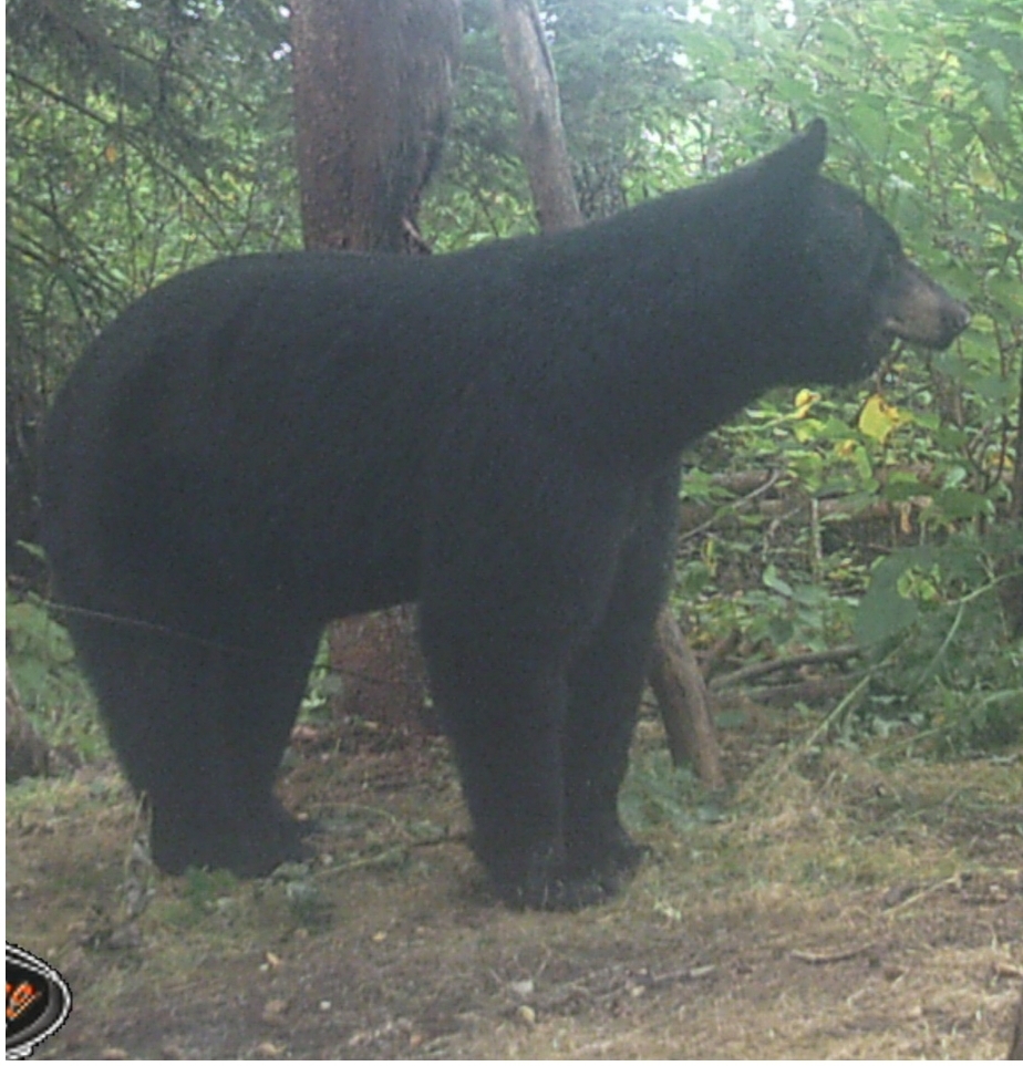 Broken Jaw Bear