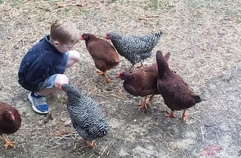 Chickens