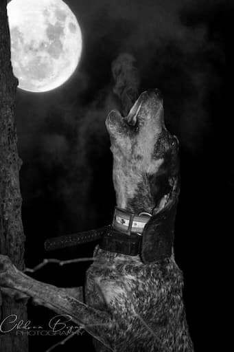 Moon Howling